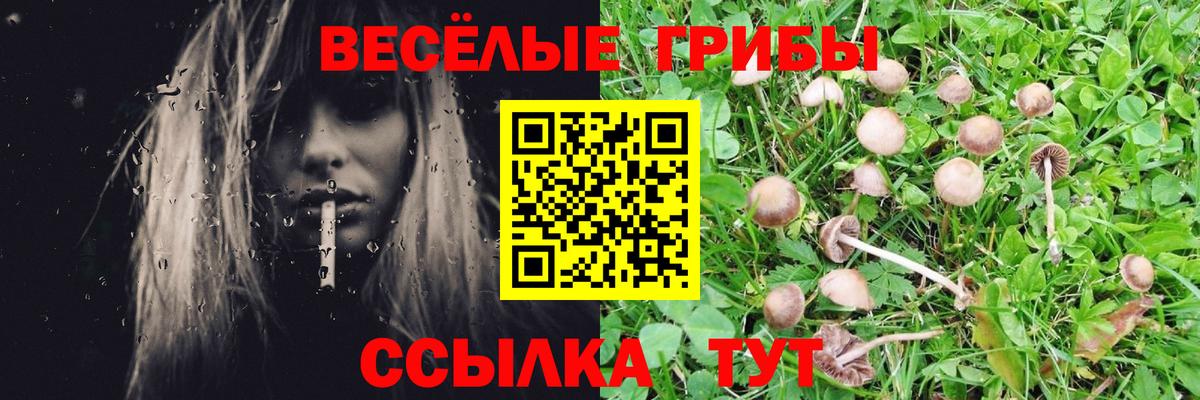 Галлюциногенные грибы Psilocybe  Вход с VPN  Псилоцибиновые грибы ЛСД  Озёры 